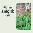Bí quyết trồng mồng tơi leo giàn cực nhanh cho nhà phố