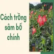 Tuyệt đỉnh cách trồng sâm bố chính cực dễ cho người mới