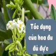 Tác dụng của hoa đu đủ đực trong chăm sóc sức khỏe