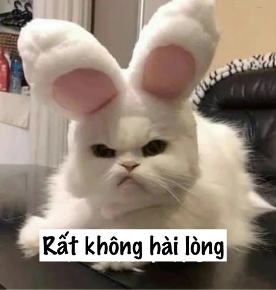 Cười sảng khoái với ảnh chế meme mèo bựa bá đạo