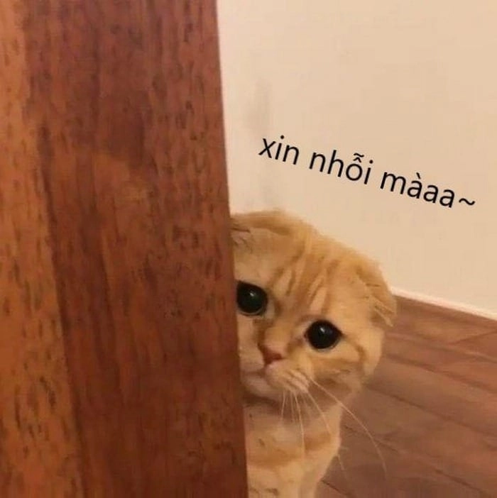 Ảnh mèo meme bựa cute khiến tim tan chảy