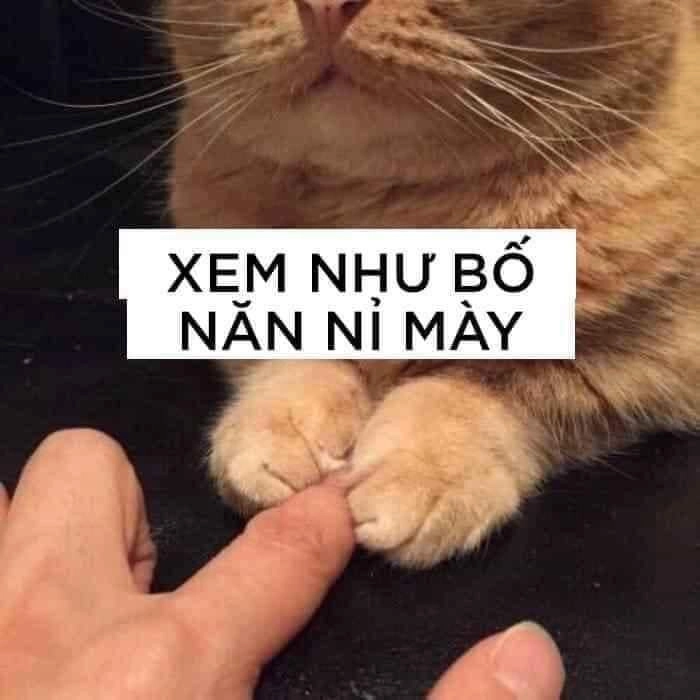 Hình nền mèo meme bựa chất lừ cho fan cuồng