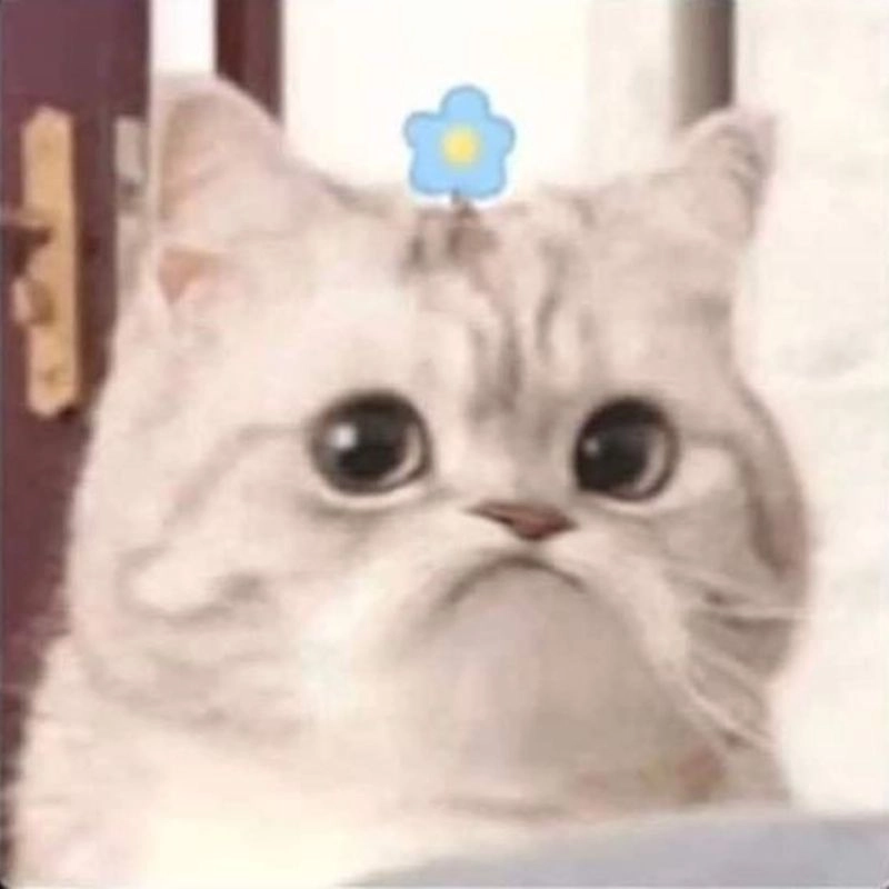 Ảnh mèo cute meme giận dỗi đáng yêu không thể cưỡng lại