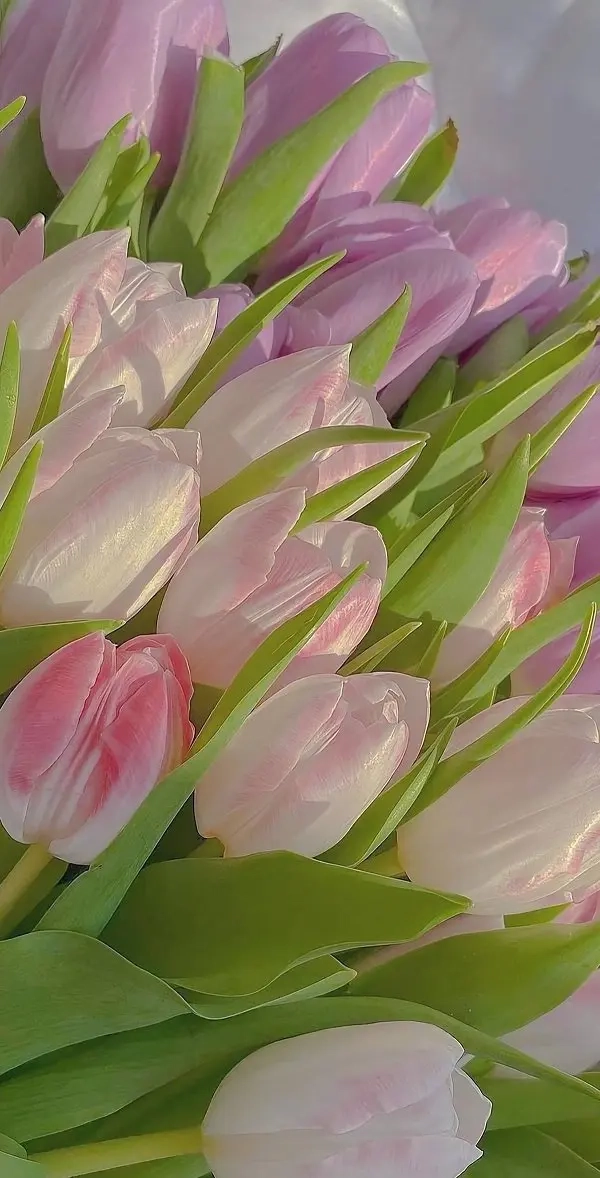 Ảnh hình nền hoa tulip mang đến vẻ đẹp thanh lịch