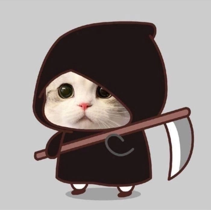Ảnh mèo chibi cute thu hút mọi ánh nhìn