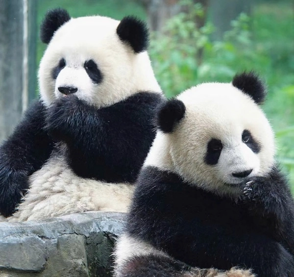 Avt gấu cute thích hợp làm đại diện