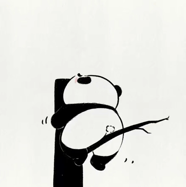 Trúc panda đáng yêu với nét tinh nghịch