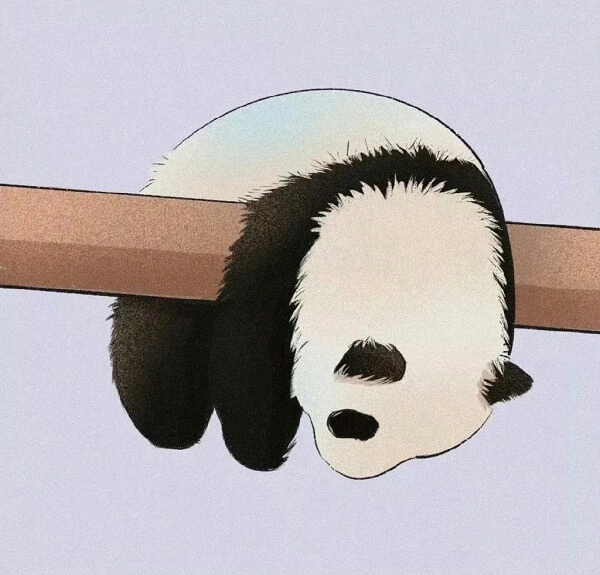 Avatar gấu cute mang vẻ hiền hòa