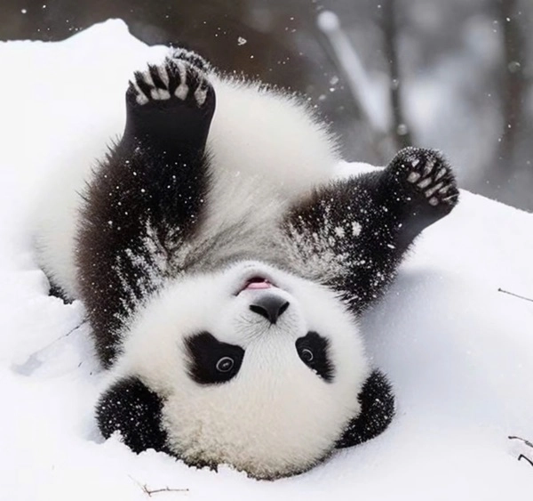 Avatar hình gấu thể hiện sự dễ gần