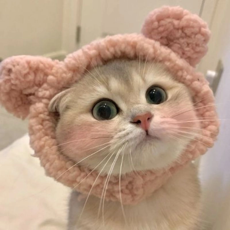 Ava mèo siêu đáng yêu và ngộ nghĩnh