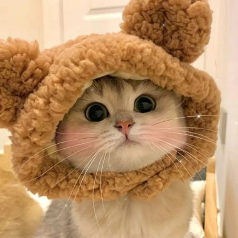 Avatar ảnh mèo cute mềm mại dễ thương