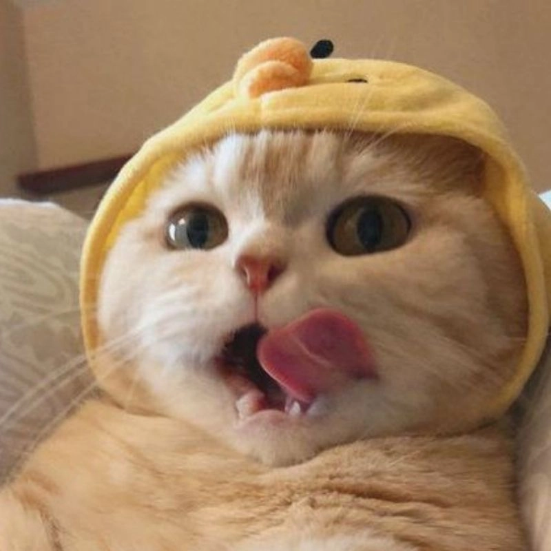 Ava mèo cute nhỏ nhắn dễ thương