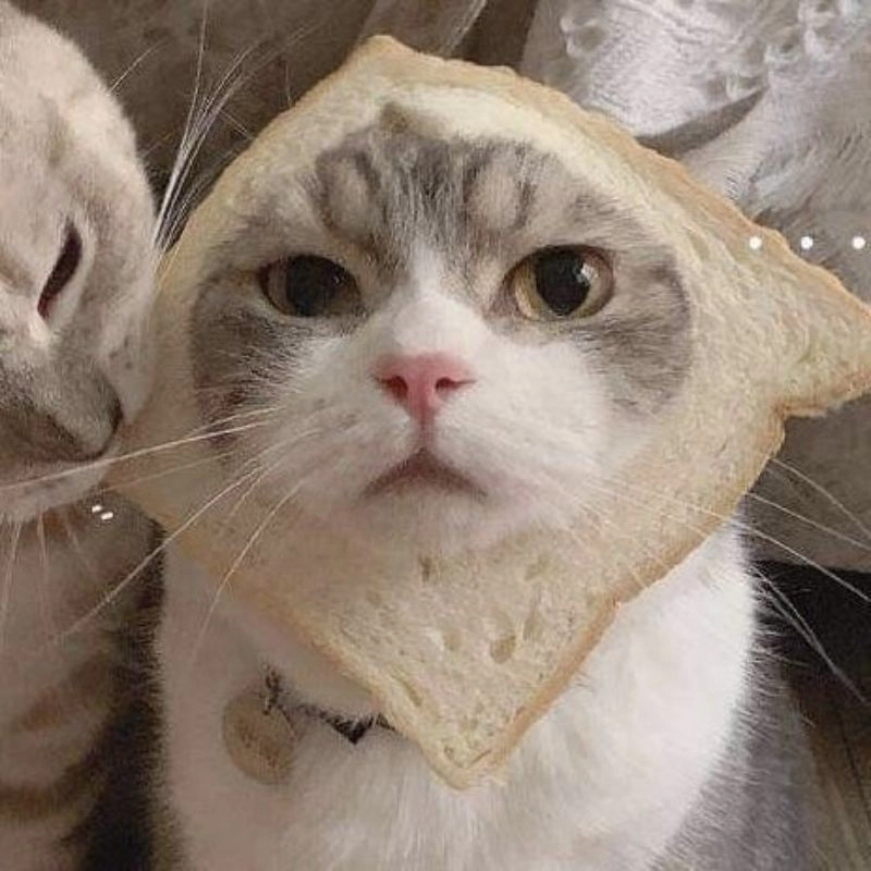 Avatar mèo cute dành cho người yêu thú cưng