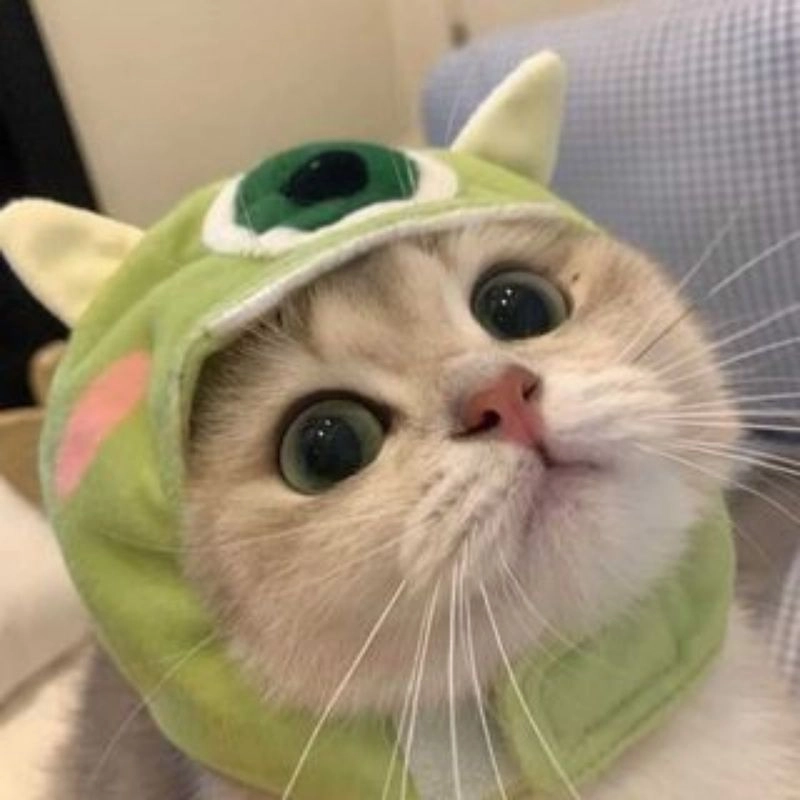 Ảnh mèo cute avatar mang phong cách riêng