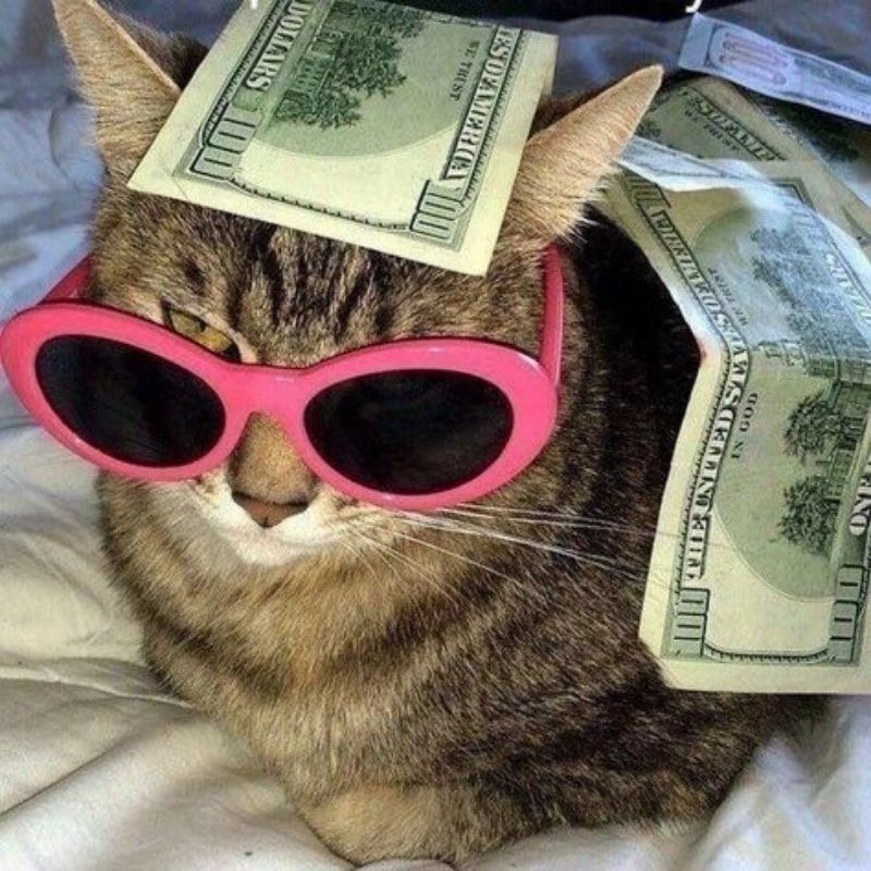 Avatar con mèo dễ thương gần gũi