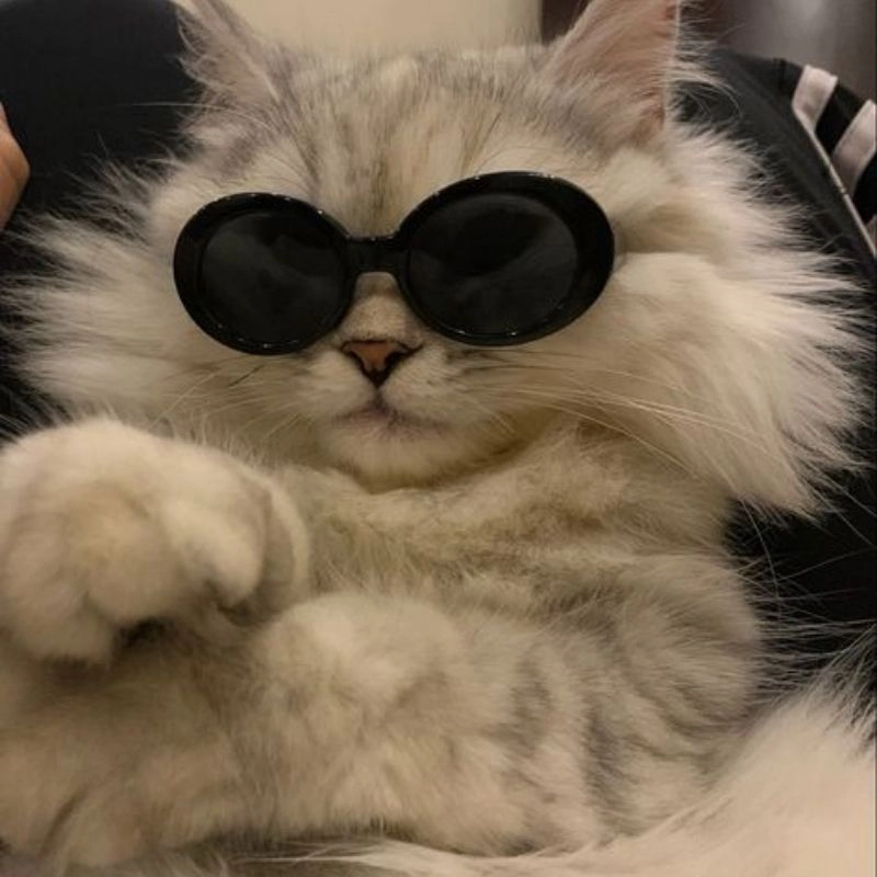 Avatar cute mèo cho hội mê động vật