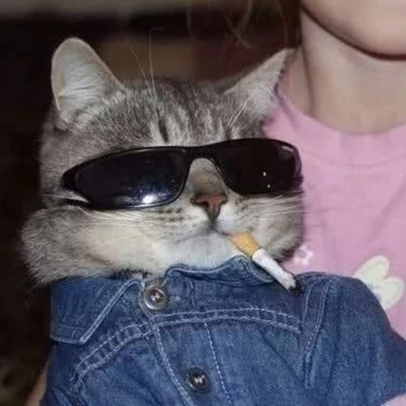 Avatar ngộ nghĩnh ảnh mèo cute tươi vui