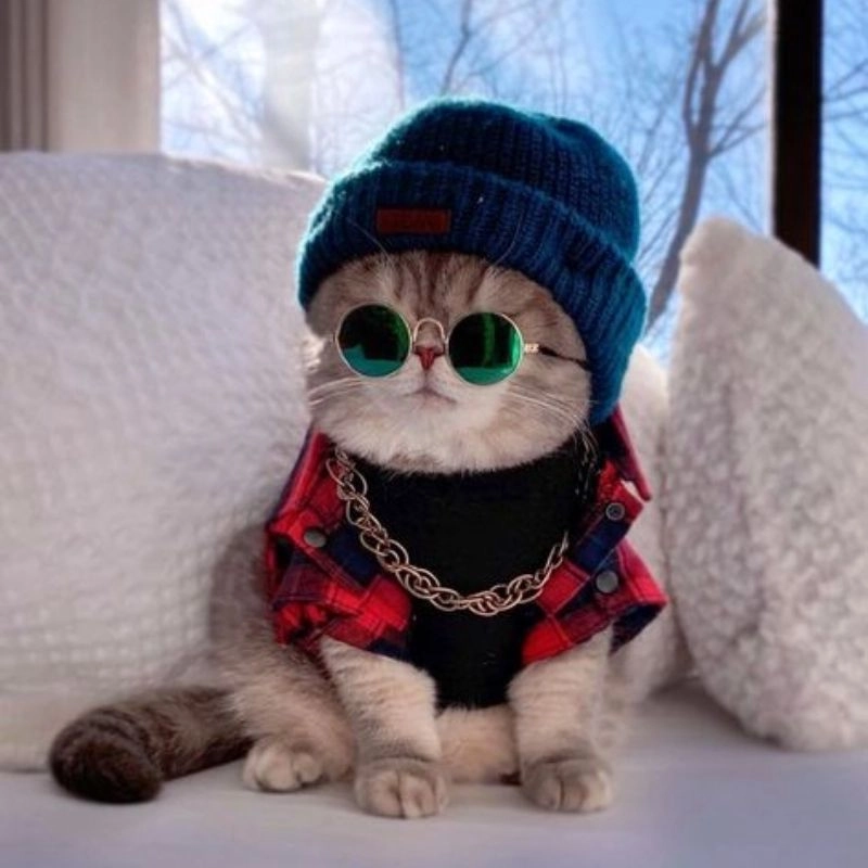 Mèo avatar xinh xắn và hài hước