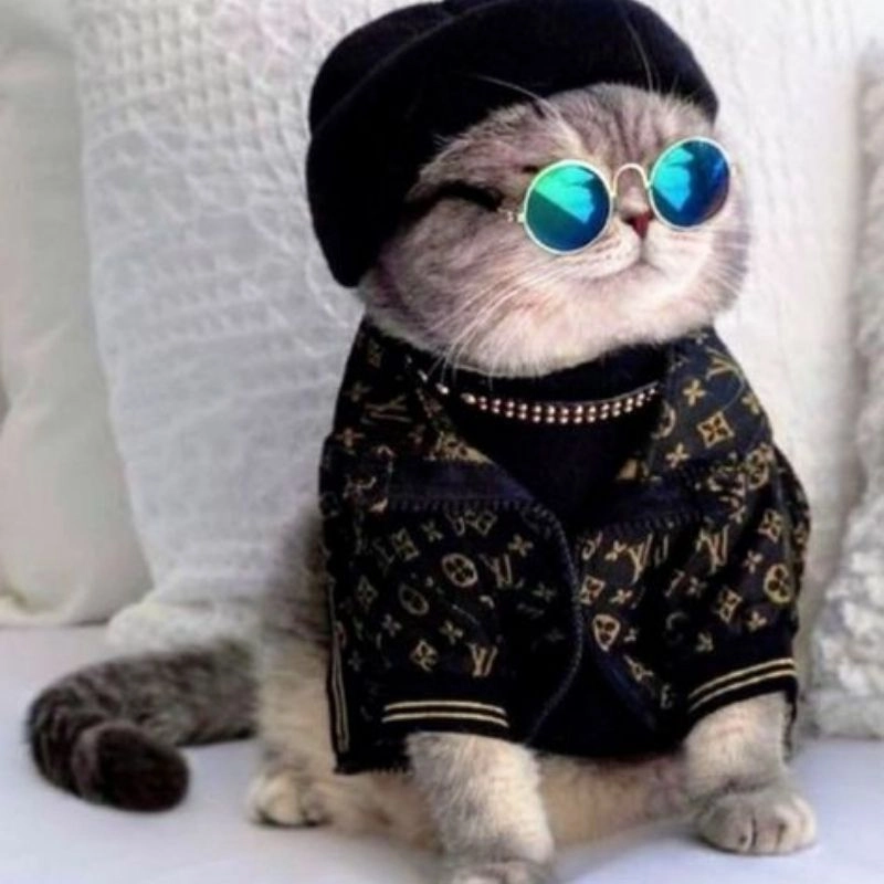 Mèo avt dễ thương dùng cho bạn thân