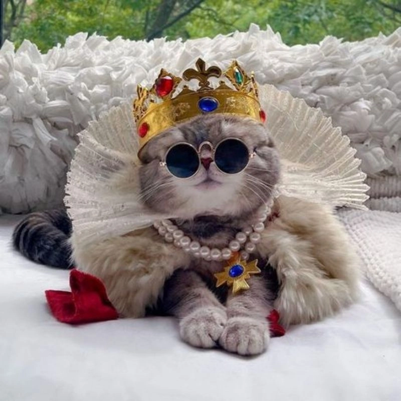 Dễ thương avatar cute mèo nhẹ nhàng