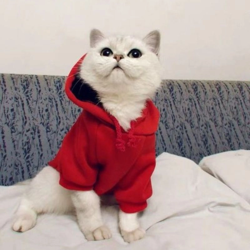 Ảnh avatar con mèo ngộ nghĩnh