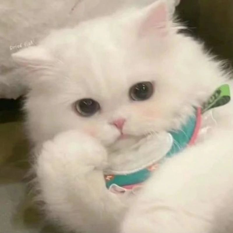 Avatar meo phù hợp cho người yêu thú cưng