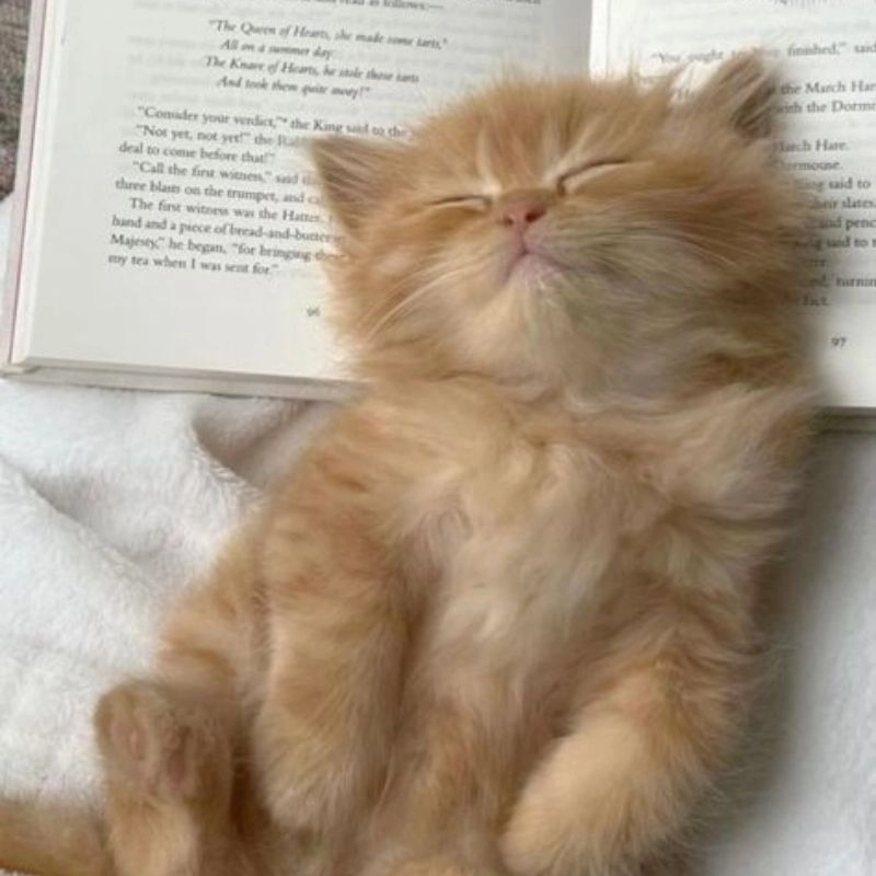 Avatar mèo dễ thương và vui nhộn