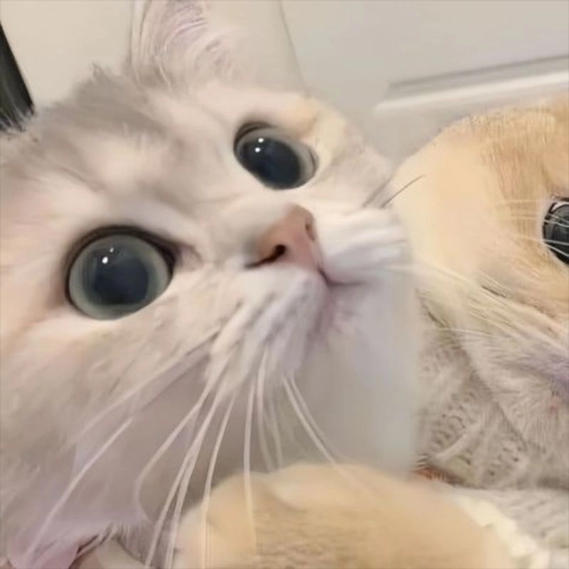 Avatar đẹp mèo đáng yêu nổi bật