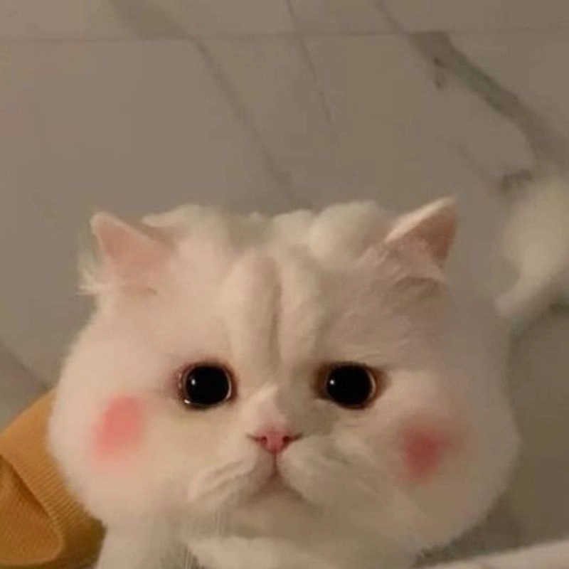 Hình avatar mèo xinh xắn hút mắt