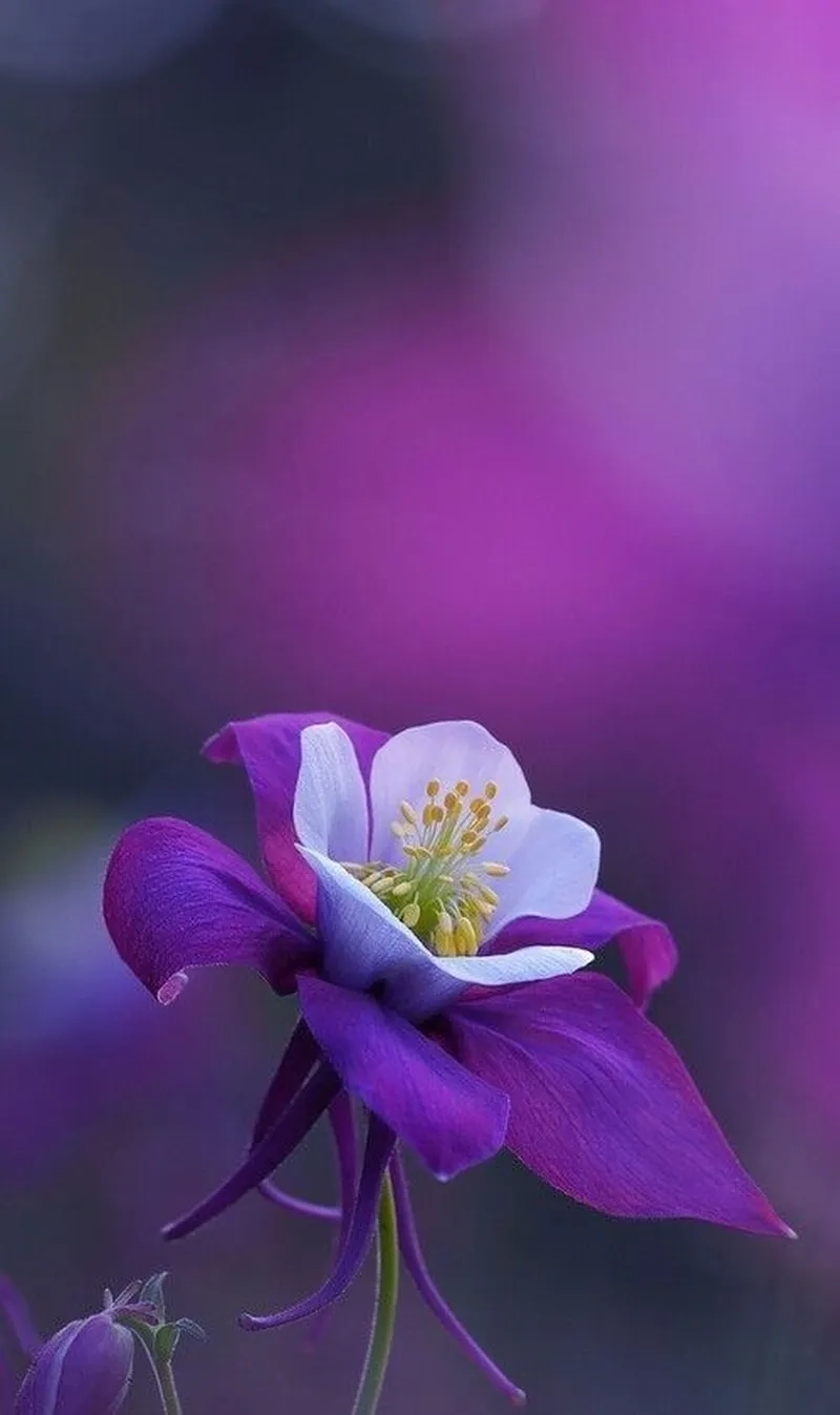 Hình màu tím cute tạo cảm giác dễ thương