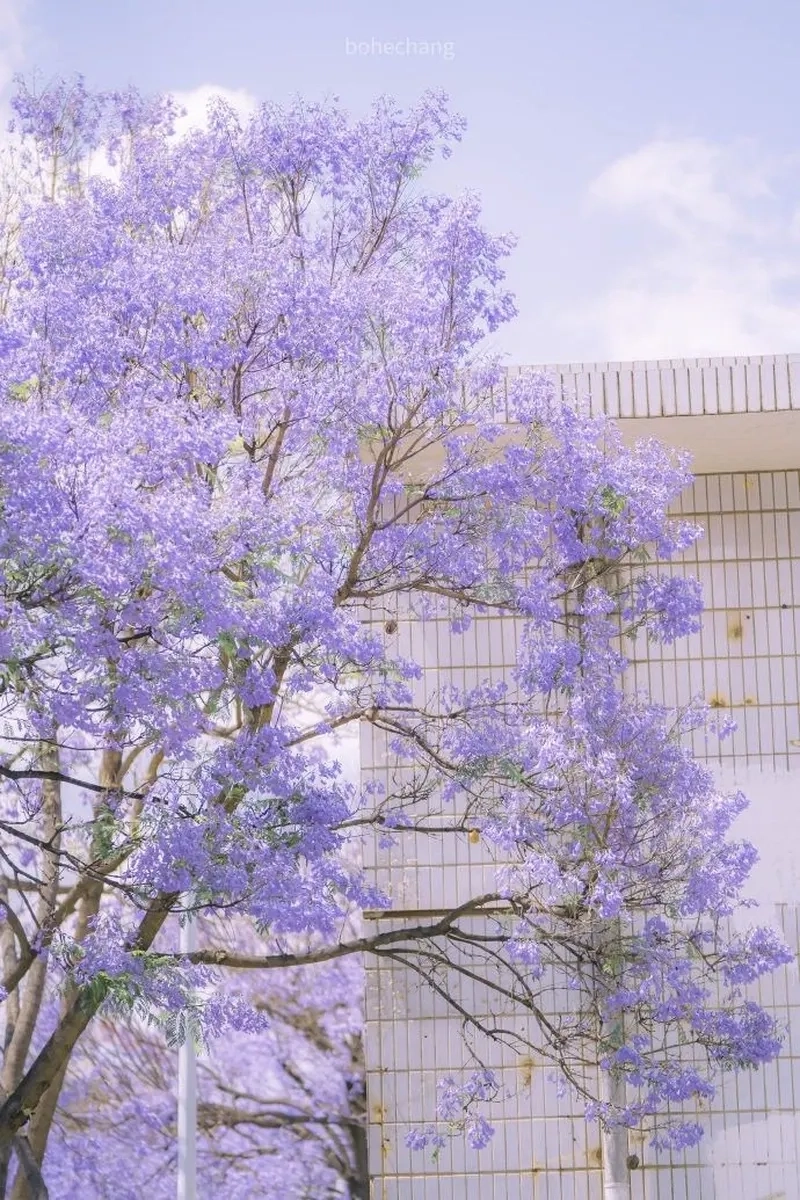 Hình đẹp màu tím sắc nét và ấn tượng