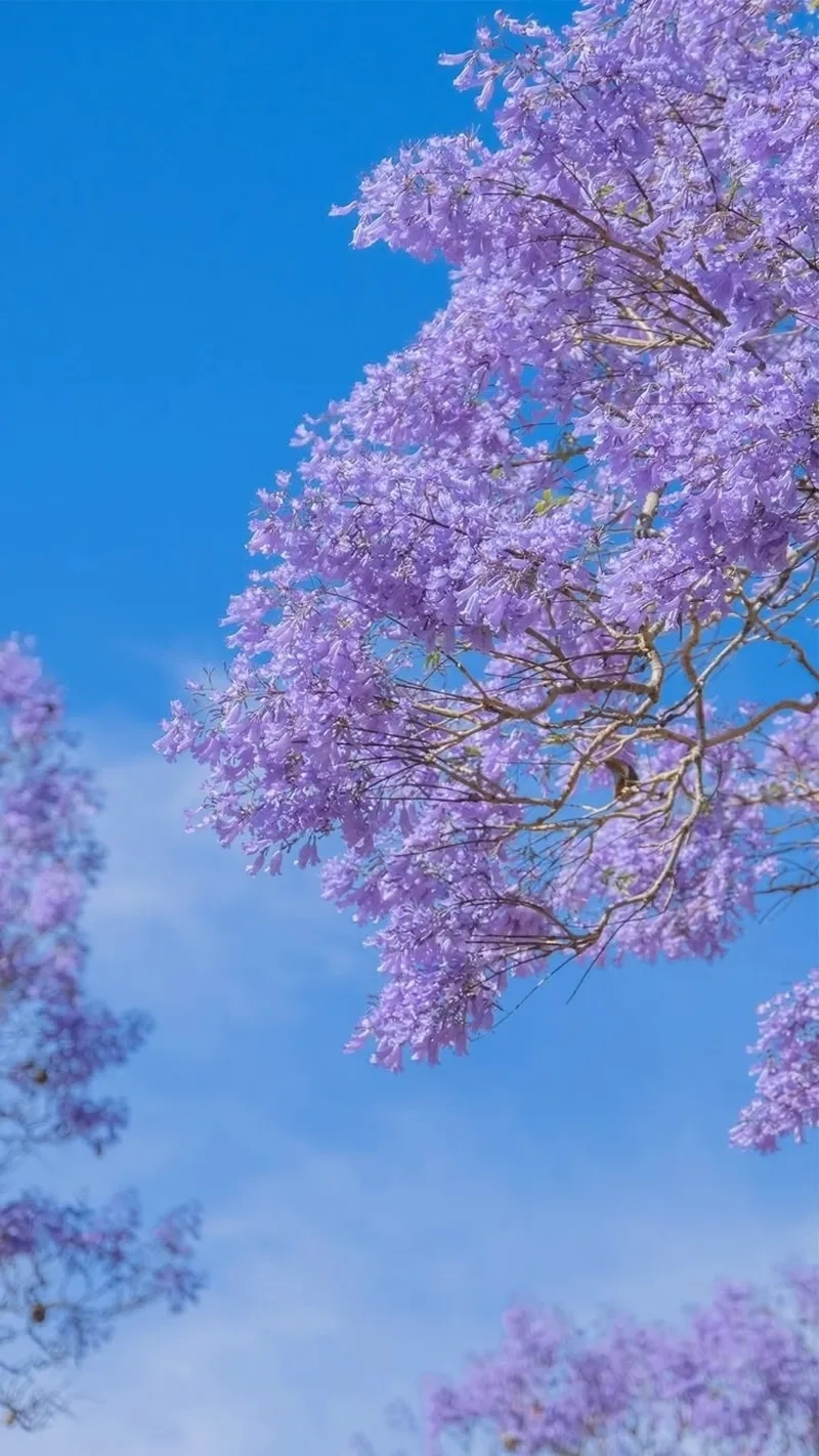 Hình ảnh cute màu tím rất hợp với giới trẻ