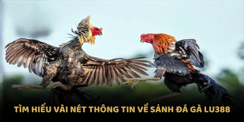 Tìm hiểu vài nét thông tin về sảnh đá gà Lu388