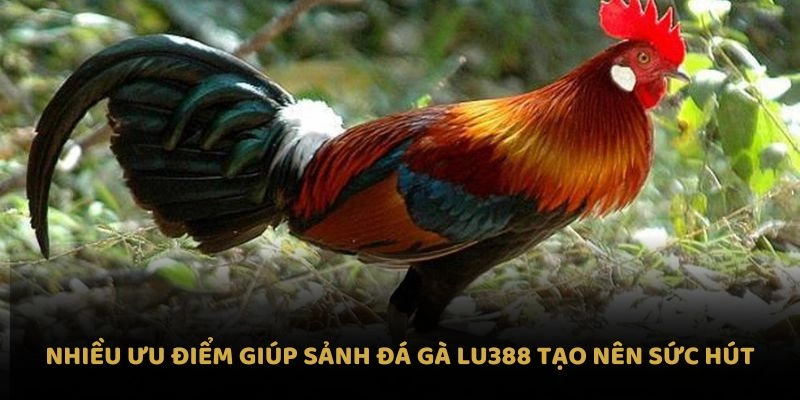 Nhiều ưu điểm giúp sảnh đá gà Lu388 tạo nên sức hút