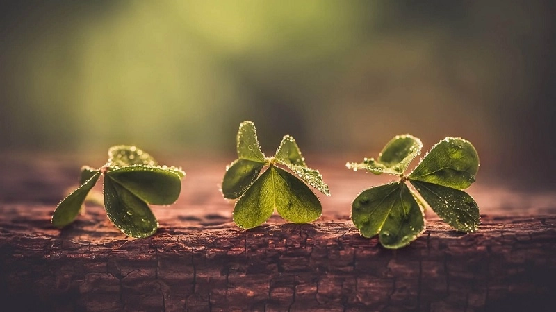 Good luck hình nền cỏ 4 lá cực độc đáo