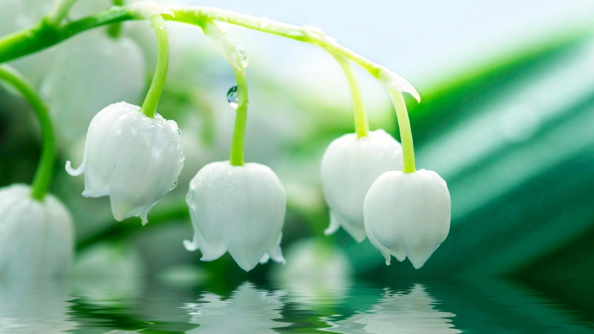 Hình ảnh hoa linh lan đẹp mộng mơ