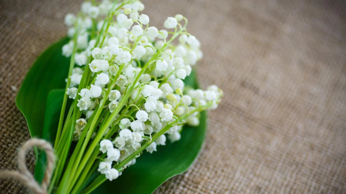 Hoa linh lan pinterest đẹp mê hồn