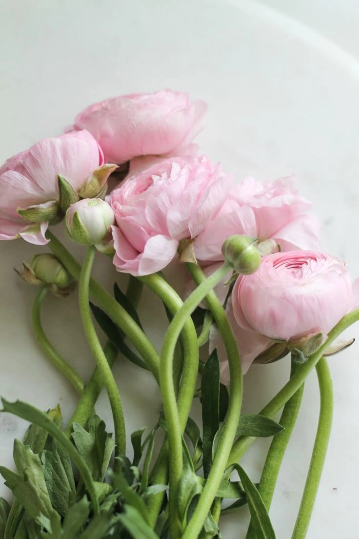 Hoa mao lương là hoa gì thanh khiết