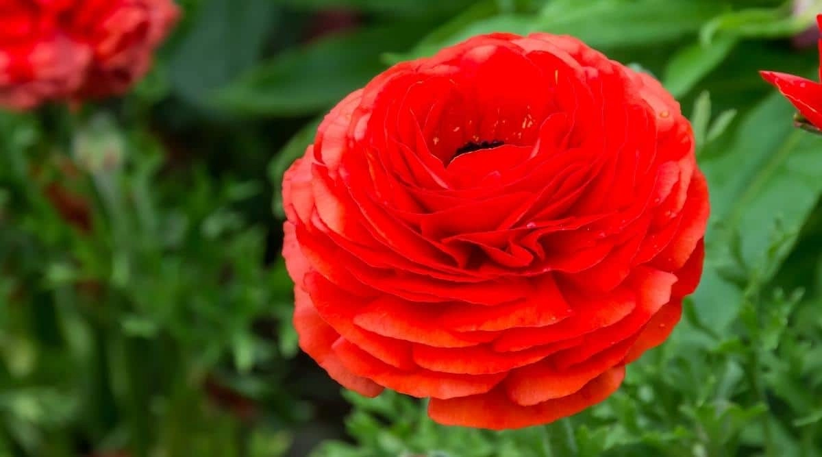 Ảnh hoa mao lương dịu dàng cuốn hút