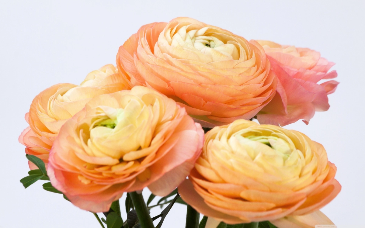 Cây hoa mao lương mềm mại độc đáo
