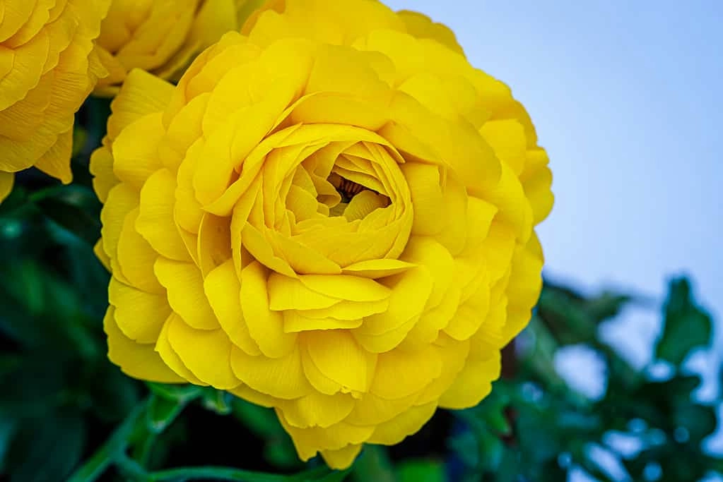 Hoa mao lương tươi rạng rỡ tinh khôi