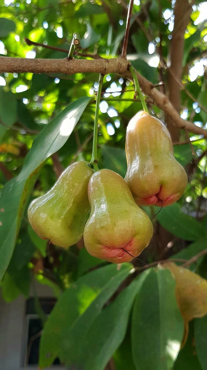 Hình nền hoa quả đẹp tươi tắn và tinh tế