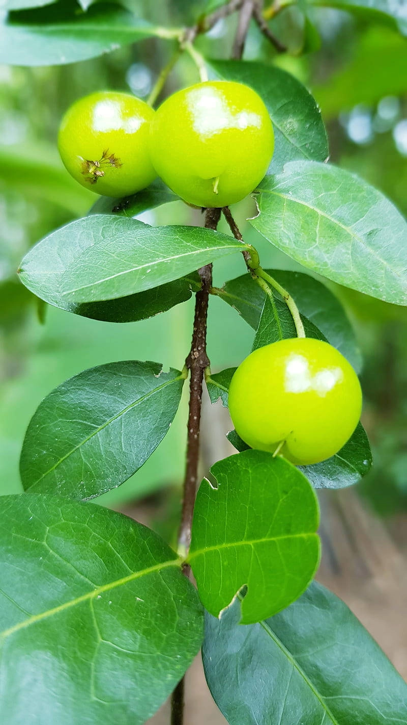 Hình hoa quả cute dễ vẽ cho bé tập tô màu