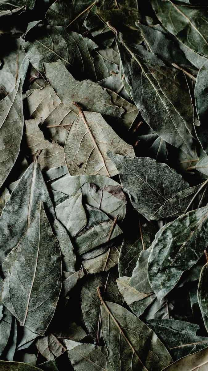 Lá nguyệt quế wallpaper dành cho mọi thiết bị