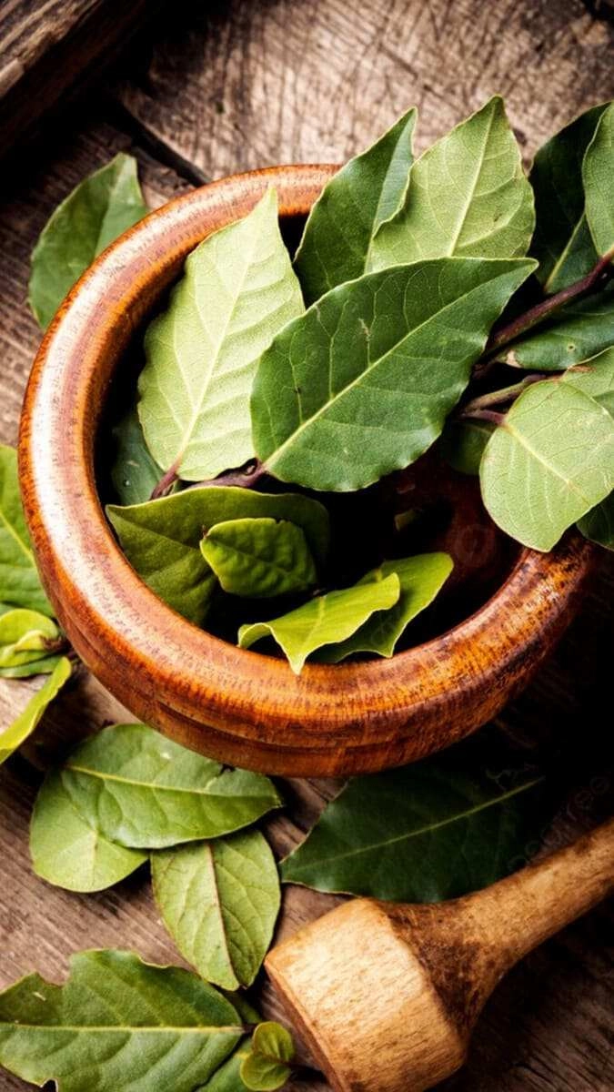 Hình nền ĐT lá nguyệt quế tinh tế hiện đại