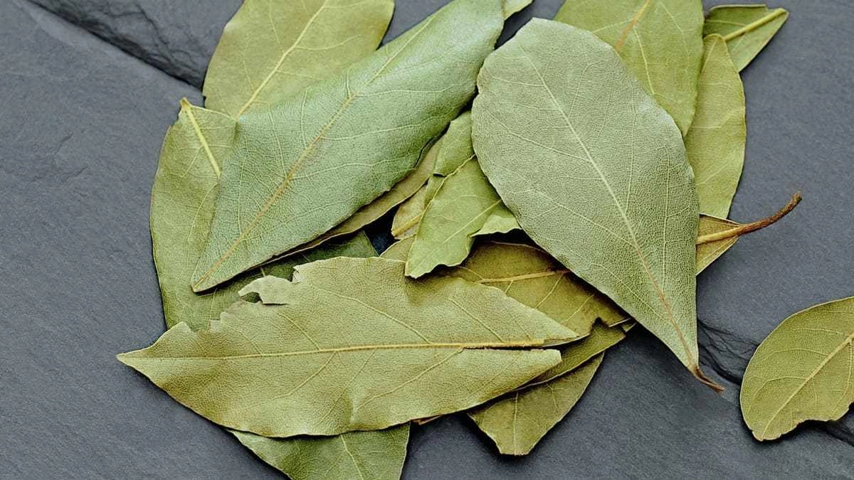 Hình nền lá nguyệt quế vàng ý nghĩa sâu sắc