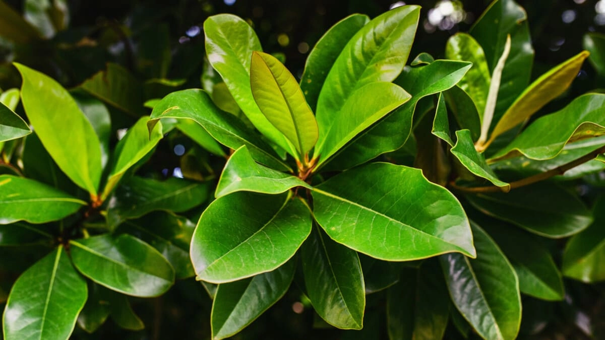 Hình nền lá nguyệt quế có ý nghĩa gì nhỉ
