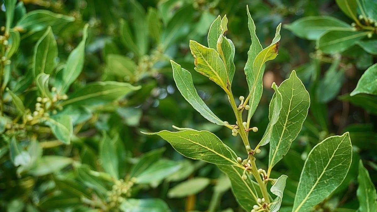 Để hình nền lá nguyệt quế thu hút thành công