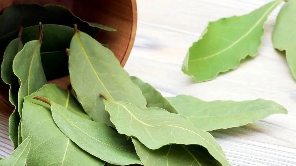Tải hình nền lá nguyệt quế cực kỳ độc đáo