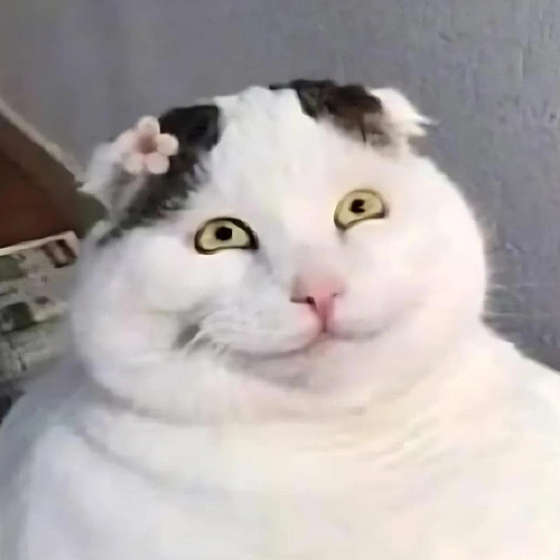 Meme mèo cười nham hiểm đúng gu dân mạng
